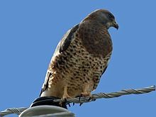 Swainsons Hawk